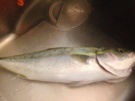 ハマちゃんエソつー