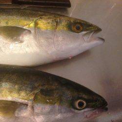 GW最終 はまちゃん2