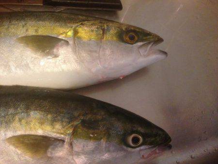 GW最終 はまちゃん2