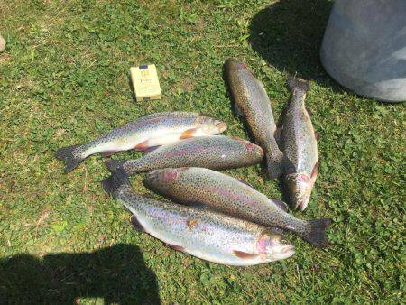 ニジマス釣り堀