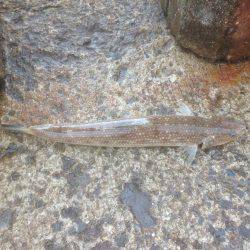 エソが〜フォー