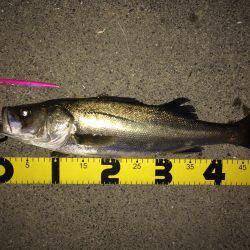 河川のボイル打ち