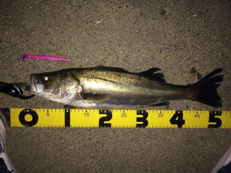 河川のボイル打ち