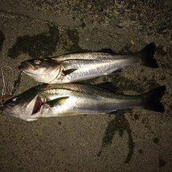 ボイル、ボイル、ボイル