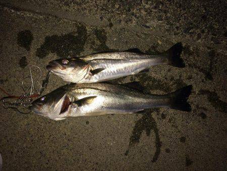 ボイル、ボイル、ボイル