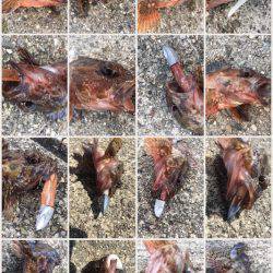 神戸沖堤防でライトワインド