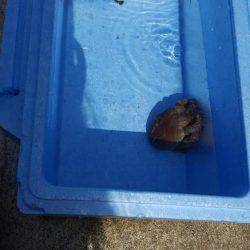 エギングに来たはずが...