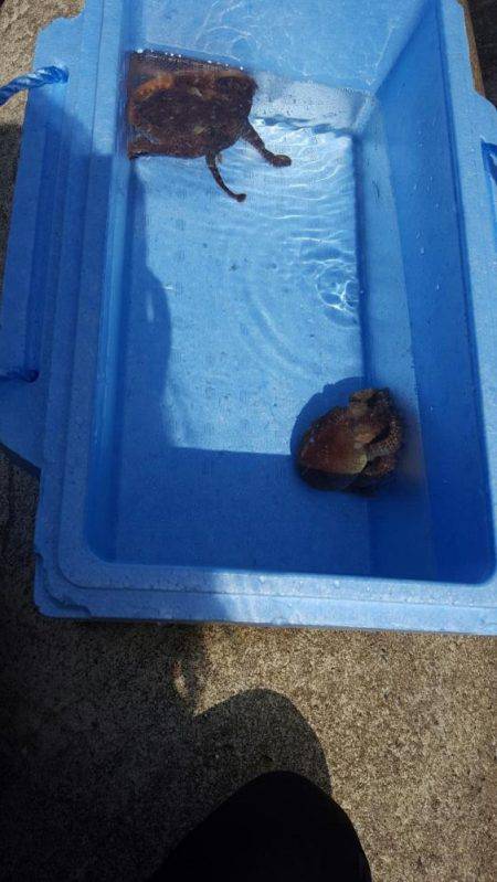 エギングに来たはずが...