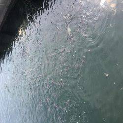 ヘチ釣りに行ってきました！