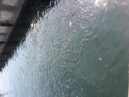 ヘチ釣りに行ってきました！