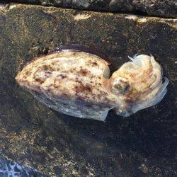 アオリ&モンゴウイカ