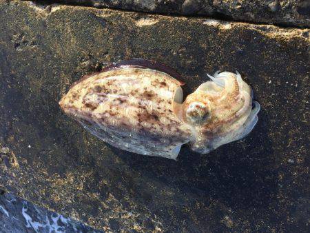 アオリ&モンゴウイカ