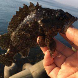 ロックフィッシュフェス