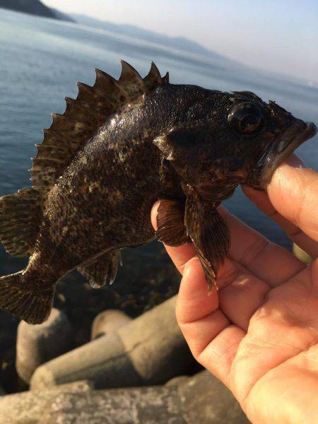 ロックフィッシュフェス