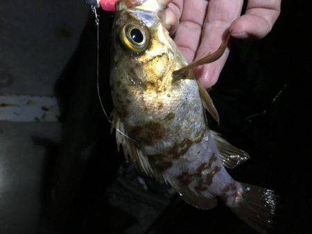 ロックフィッシュ