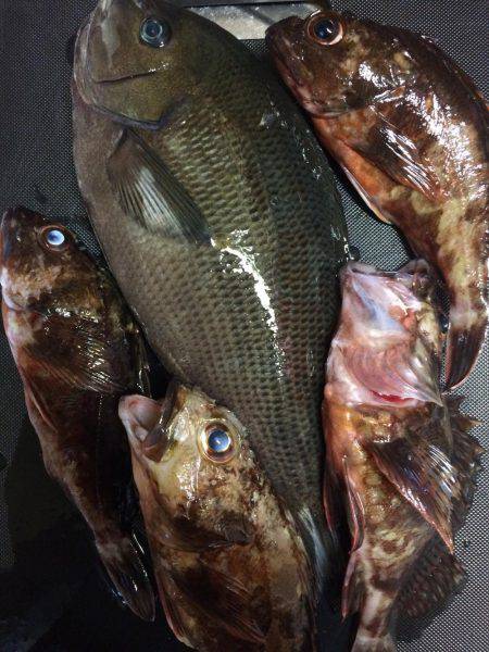 ショート便で嬉しい？ゲスト