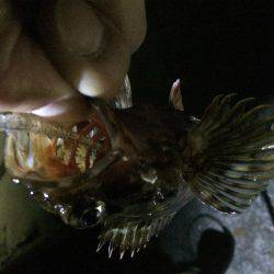 淡路島で、メバリング