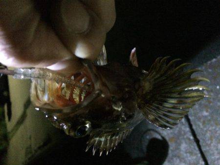 淡路島で、メバリング