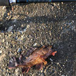 メバル・ガシラ