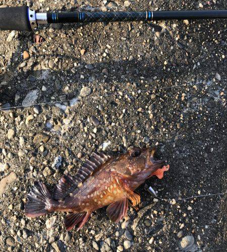 メバル・ガシラ