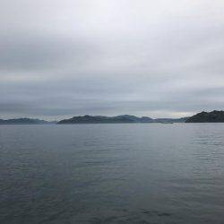 カワハギ、カタクチワシ