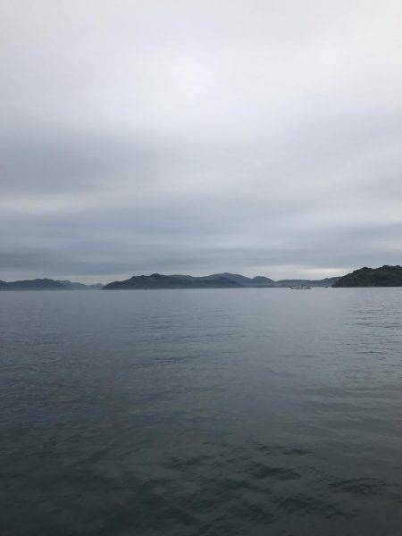 カワハギ、カタクチワシ