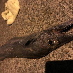 今年初のドラゴン