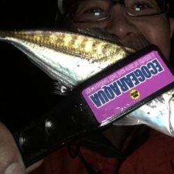 アジからメバル