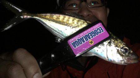 アジからメバル