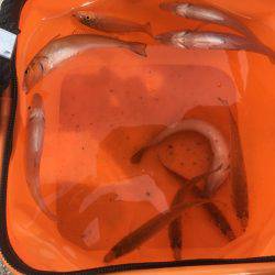 保険のキス釣り