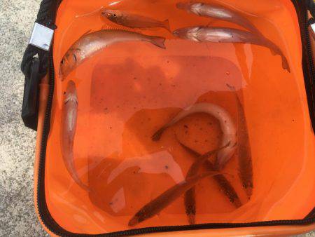 保険のキス釣り