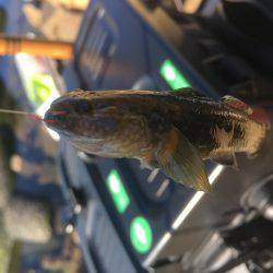 ちょっとだけテナガエビ