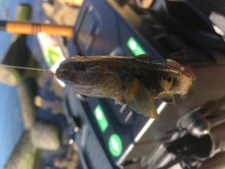 ちょっとだけテナガエビ