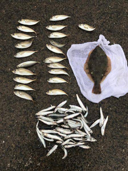 そろそろアジの季節かな！！