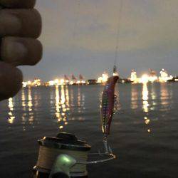 青海南シーバスチャレンジ！新記録ラッシュ！