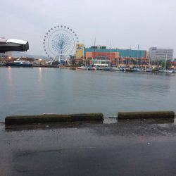 江尻埠頭 イワシとカサゴ