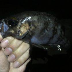 リベンジ釣行っ