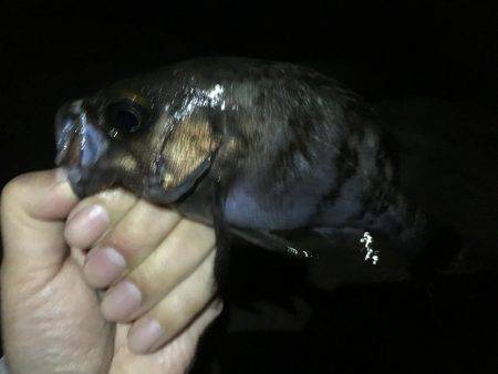 リベンジ釣行っ