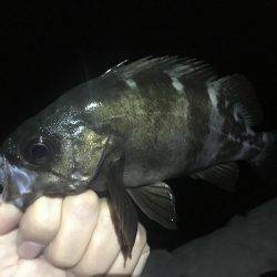 小潮のド干潮…岩屋経由育波行き