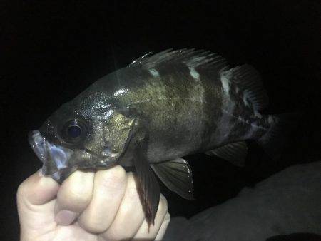 小潮のド干潮…岩屋経由育波行き