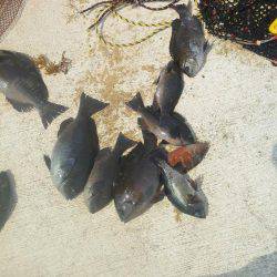 チヌ不発でした・・