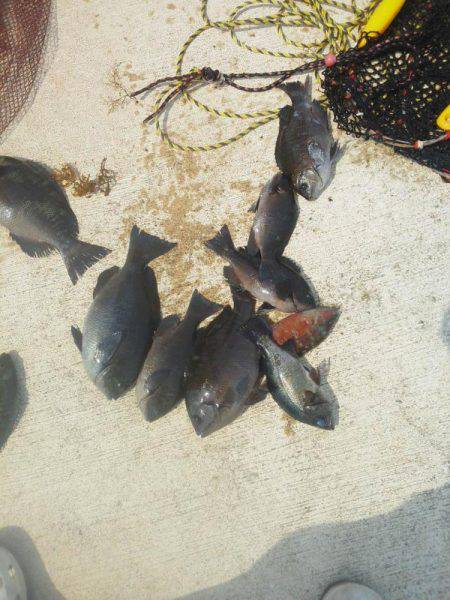 チヌ不発でした・・