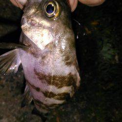 泉佐野コンビナート湾奥