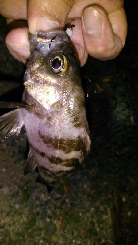 泉佐野コンビナート湾奥