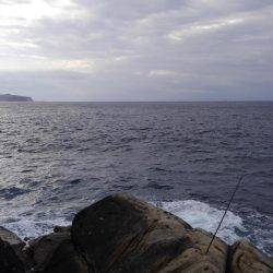 ハマチ・メジロ祭り