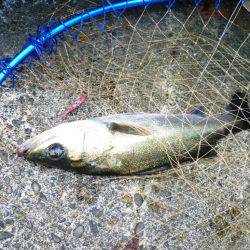 今シーズン初朝練