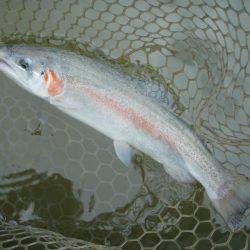 大安トラウトレイク 釣果