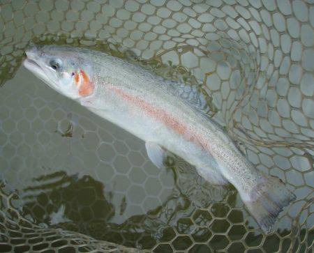 大安トラウトレイク 釣果