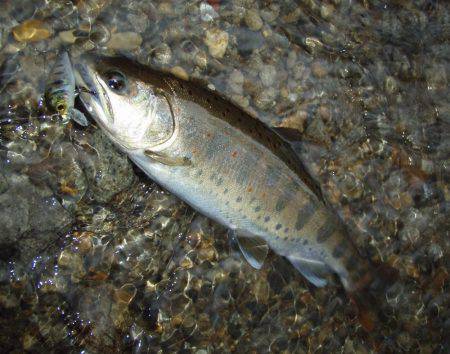 長良川水系でアマゴ釣り
