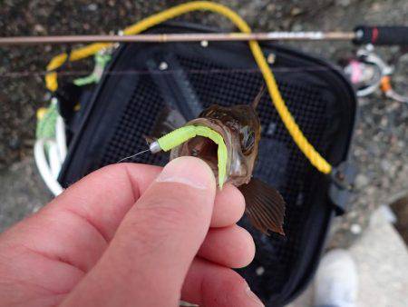 超ライトフィッシュゲーム